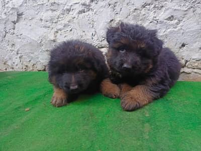 German Shepherd Quality pupps available