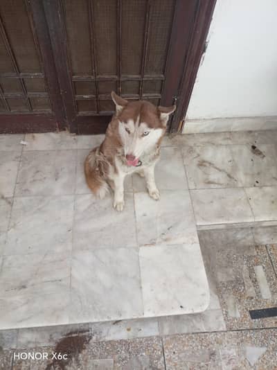 husky female