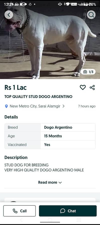 Dogo Argentino pure