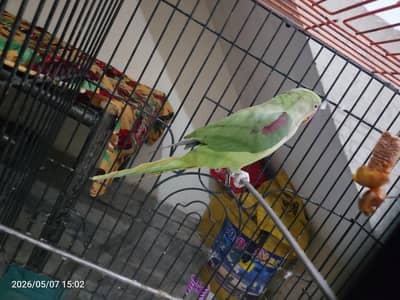 raw parrot for sale 03054636833