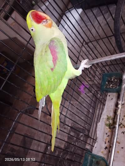 raw parrot for sale 03054636833
