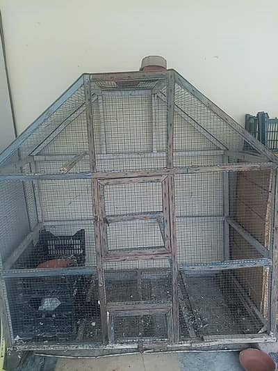 budgies parrot cge