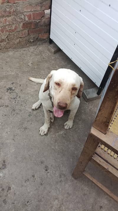 Labrador female_ active and healthy _labradoe dog for urgent sale