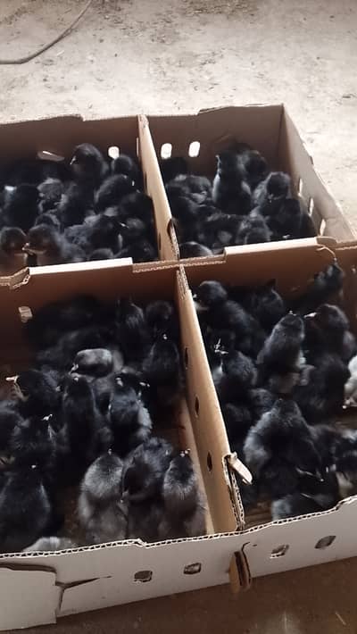150 chicks for sale