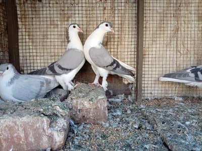 African persian pigeon