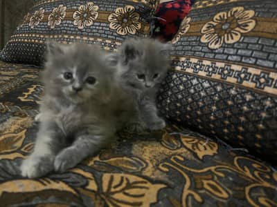pair of cats for sale