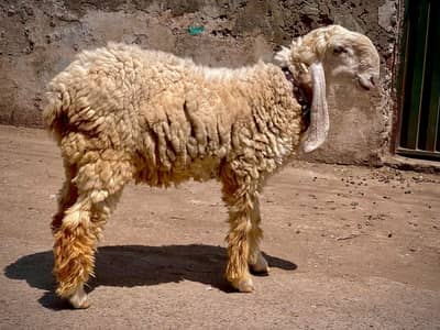 Goat, sheep