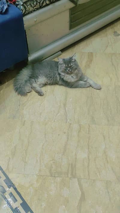 pure persian