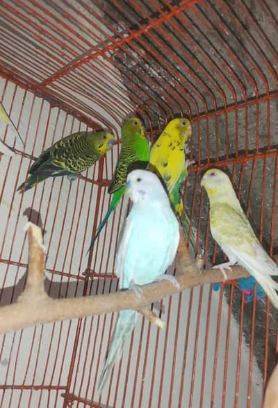 Australian Budgies Parrot  Exchange Possible Other Birds