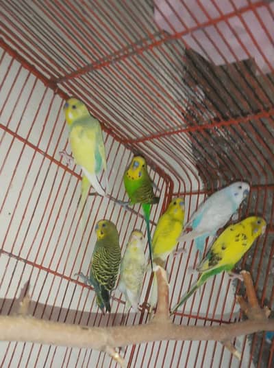 Budgies 7 Piece Total Exchange Possible Other Birds