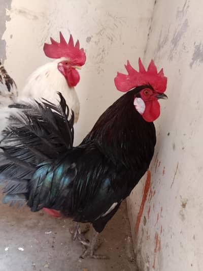 desi murge . 03330031118 contact me .