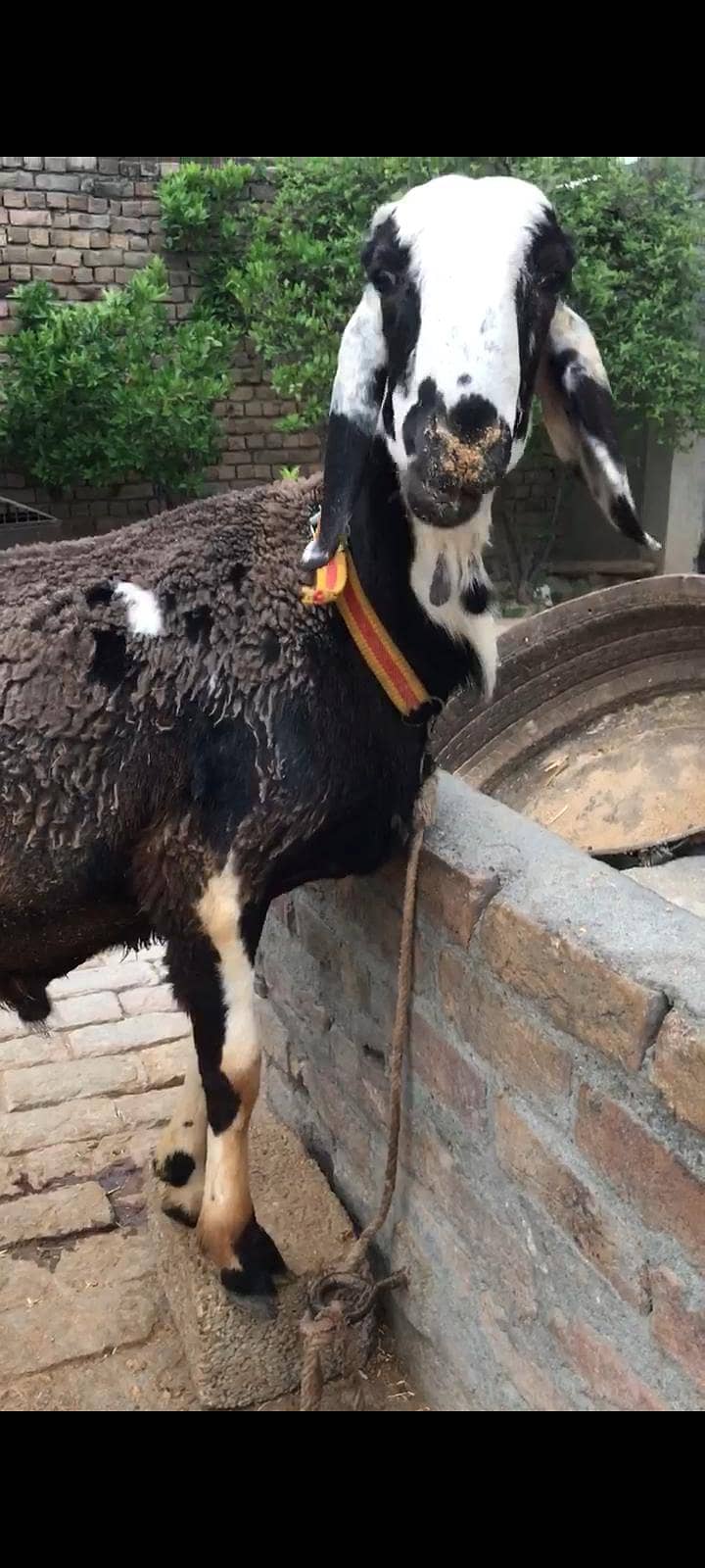 Dumba 0