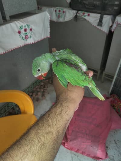 Raw Chicks for sale 3 pice