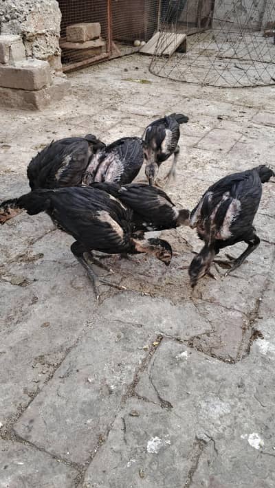 Thai Cross Aseel Chicks 2 Month