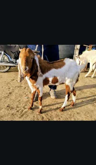 Qurbani 2026 Abluk Bakra