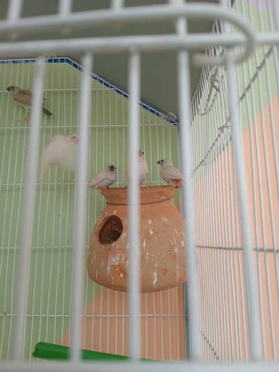 white chick finches & Australian parrot