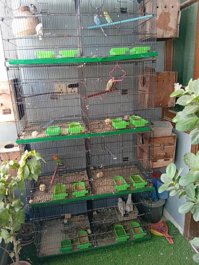 breeding pairs setup for sale with 8 portion master cage