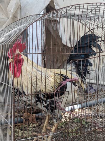 desi murga for sale