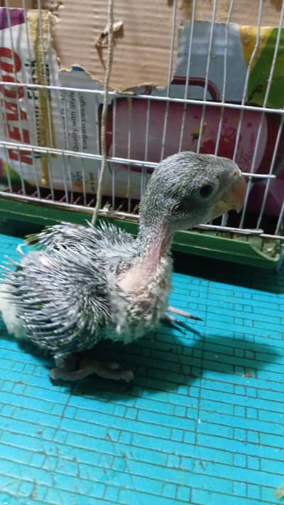 Raw phari parrot chick. homebreed breed