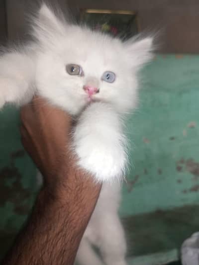 cats for sale