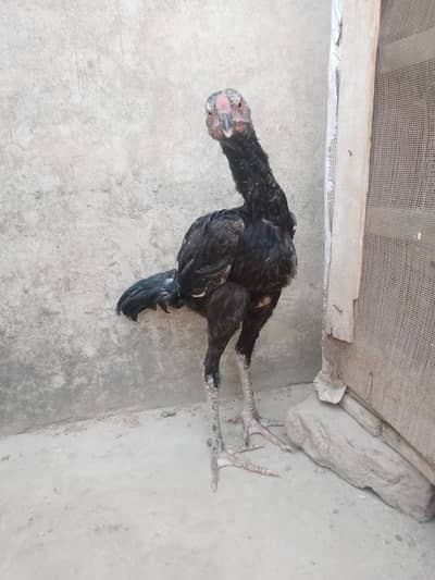 Aseel Hen in low price