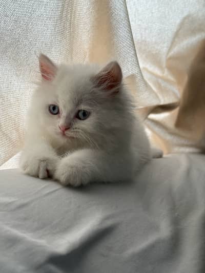 Persian /Kitten/ White /Triple Coated/ Blue Eyes/Doll/Male/Female