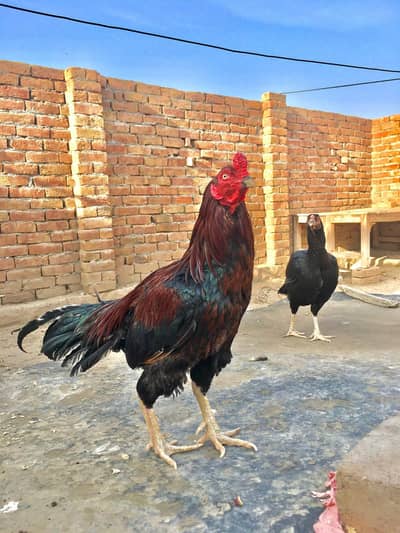 Aseel Reza Murga Murgi Pair