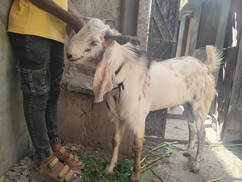 Bakra 0