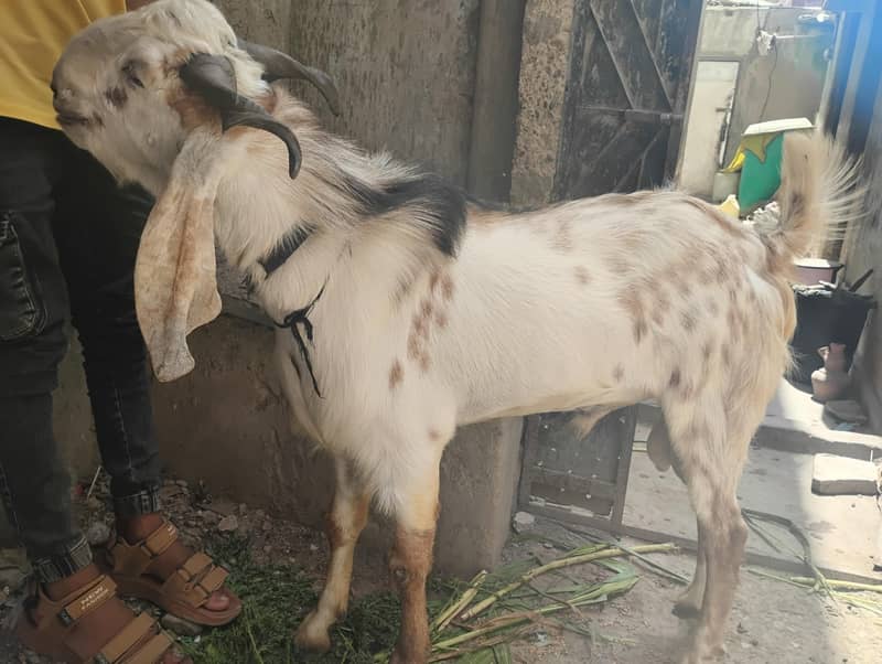 Bakra 1