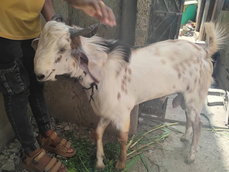 Bakra 2