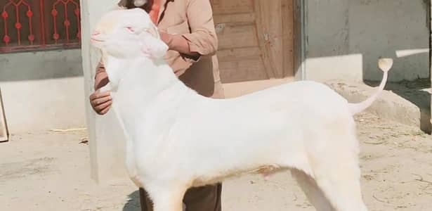 Qurbani ke liye Gulabi Bakra For Sale _+03102729869