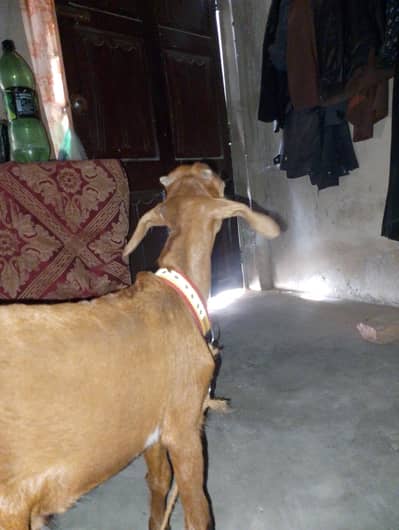 acha Bakra hai