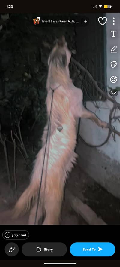 Breeder Pahari Bakra For sale. 120 se niche wale tabta na keren.