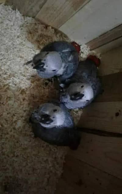 African grey parrot chicks for sale (03215307642)
