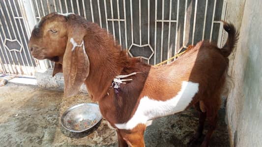 Beetal for sale ( 03260899736)
