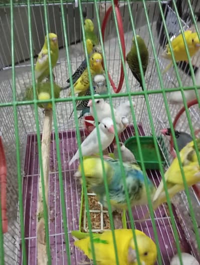 5 java 11 budgie pice each pric350 only