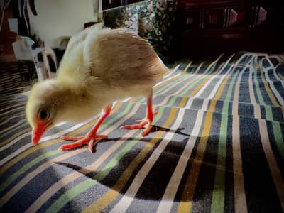 Fresh Black shoulder peacock eggs for sale(fertile)