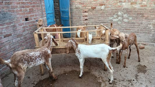 Goats For Sale