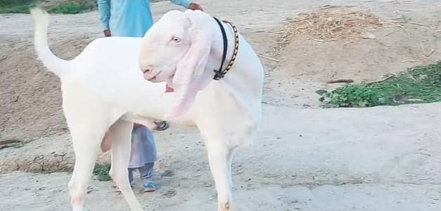 gulabi Bakra for Sale Mashallah Call  03481743426
