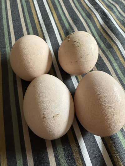 Fresh Black shoulder peacock eggs for sale(fertile)