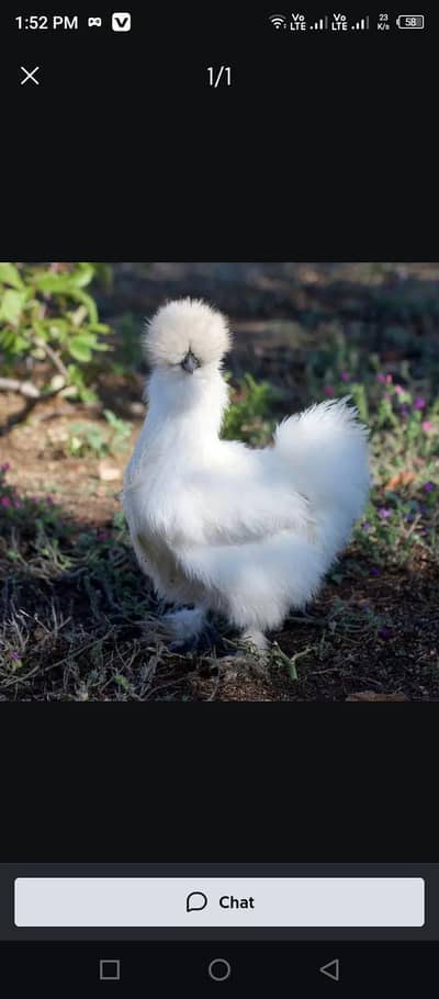 silkies eggs fertile