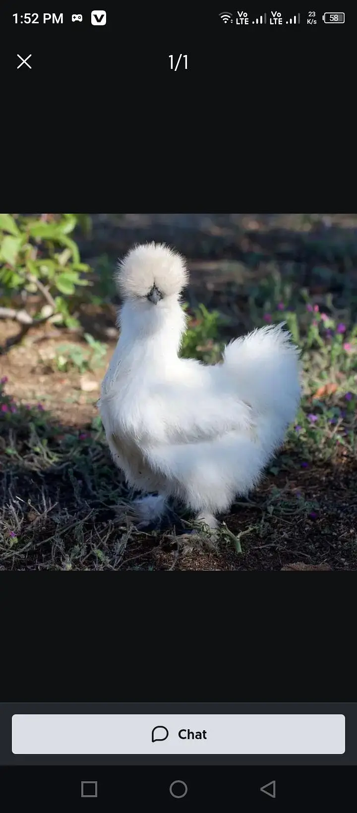 silkies eggs fertile