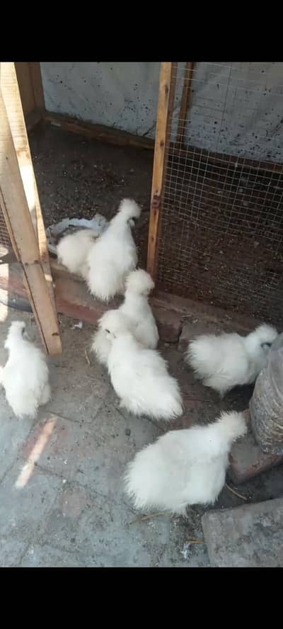 silkie chicks Available