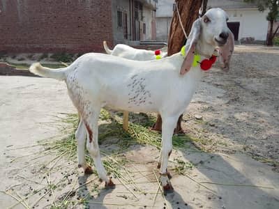pure dasi bakrey|bakrey jori|qurbani 2026
