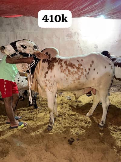 Bull / Bachra / Wacha / Desi bachre / Qurbani ka janwar /Qurbani 2026