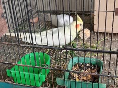 A. O. A urgent sell all parrot