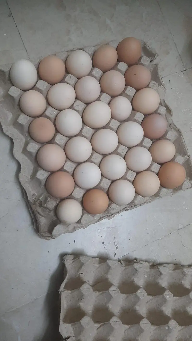Pure Desi eggs — photo 3