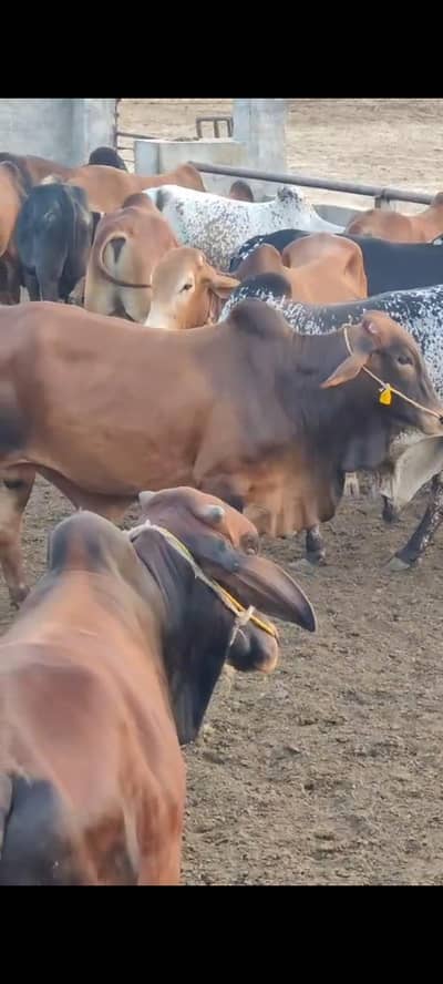 cholistani Bull /desi Bachra /donda wacha|Qurbani 2026_cholitani bulls