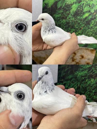 pigeons kboter for sale.