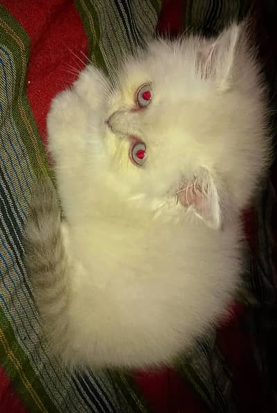 Himalayan Pershion Female kitten